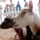 Image for article titled Petting Zoos May Be Chock Full of Superbugs